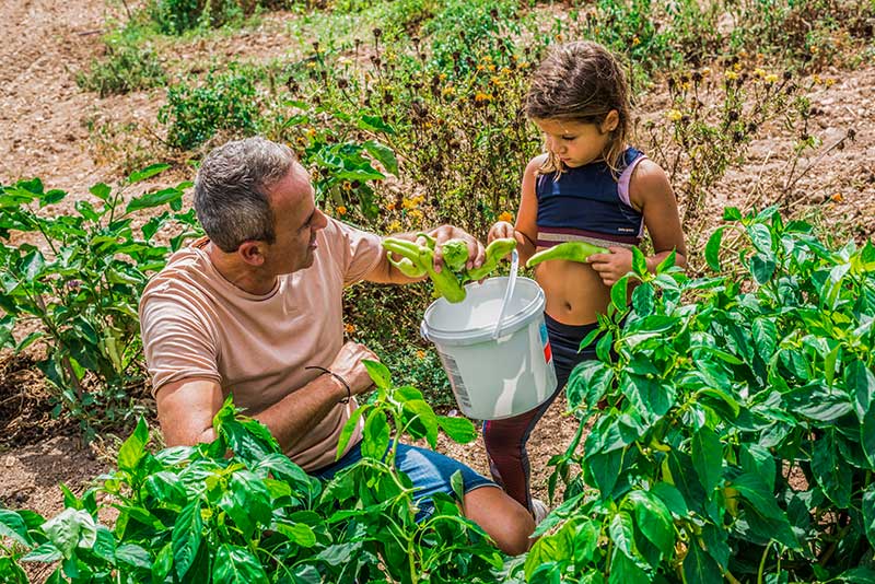 Son Amer | La finca